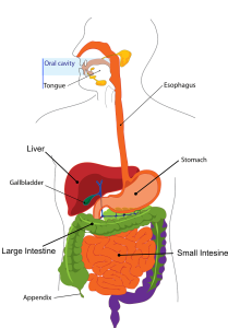 digestion-303364_1280