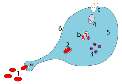 Makrofagi syömässä patogeenia: a. Syöjäsolu nielaisee patogeenin fagosytoosilla. Fagosytoottinen vesikkeli eli fagosomi muodostuu. b. Lysosomit fuusioituvat fagosomin kanssa muodostaen fagolysosomin; patogeeni pilkotaan entsyymeillä. c. Jätteet poistuvat tai assimiloidaan (ei kuvassa). Osat: 1. Patogeenit 2. Fagosomi 3. Lysosomit 4. Jätteet 5. Sytoplasma 6. Solukalvo 